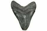 Fossil Megalodon Tooth - South Carolina #328756-1